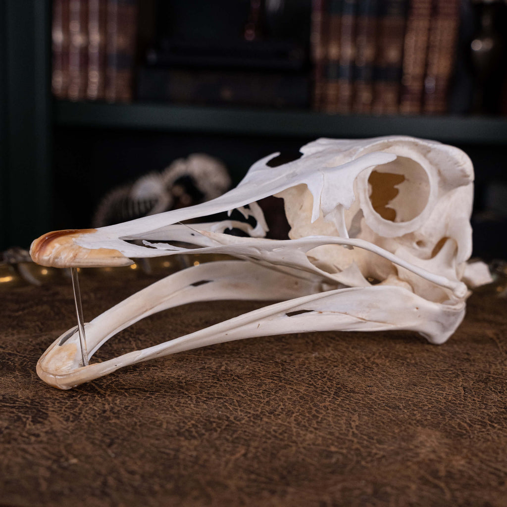 museum specimen collection bone collection, skeleton collection oddities and curiosities real ostrich skull real ostrich skeleton real bird skull biggest bird skull bird anatomy ostrich skull anatomy real ostrich taxidermy Emu skull