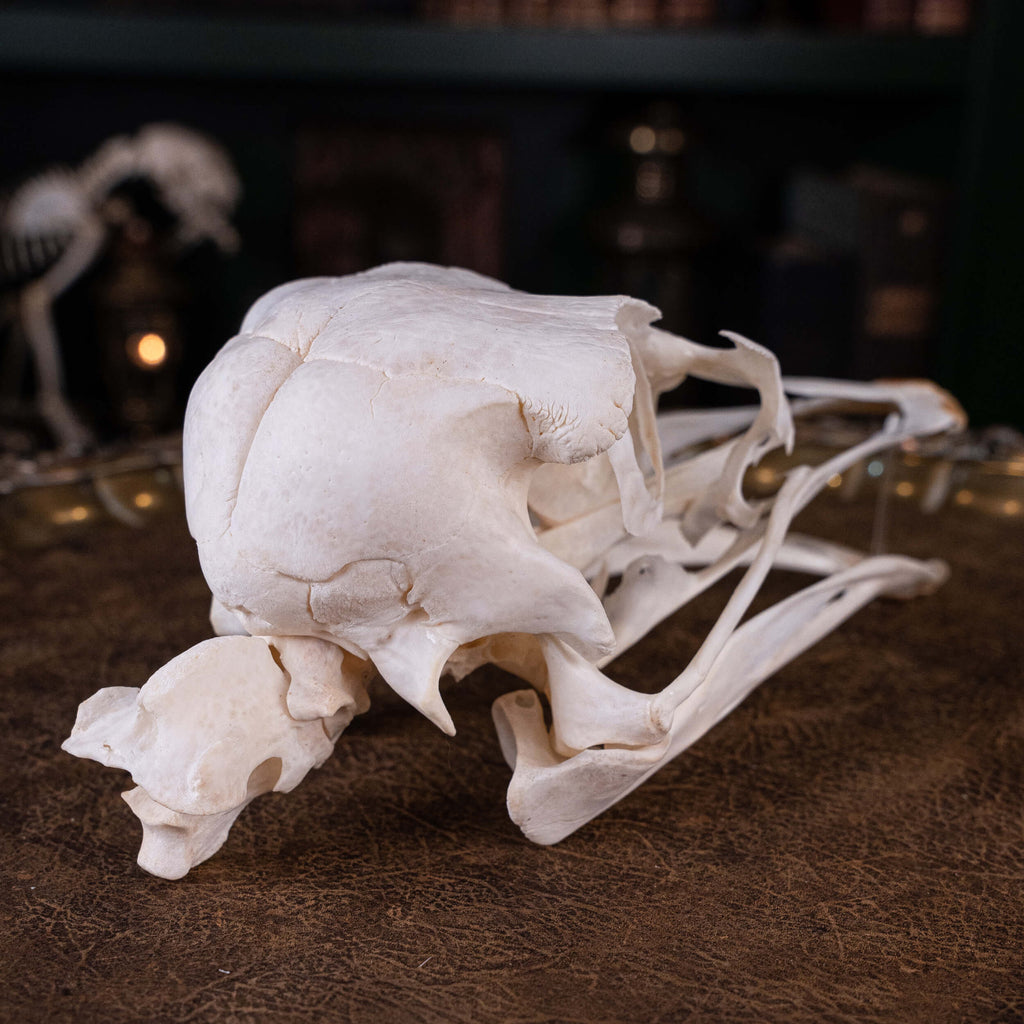 museum specimen collection bone collection, skeleton collection oddities and curiosities real ostrich skull real ostrich skeleton real bird skull biggest bird skull bird anatomy ostrich skull anatomy real ostrich taxidermy Emu skull