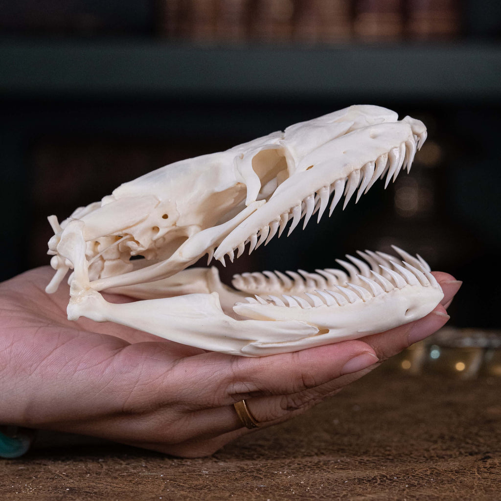 museum specimen collection bone collection, skeleton collection oddities and curiosities real snake skull real snake skeleton real python skull biggest snake snake jaw anatomy snake skull anatomy real python taxidermy anaconda skull
