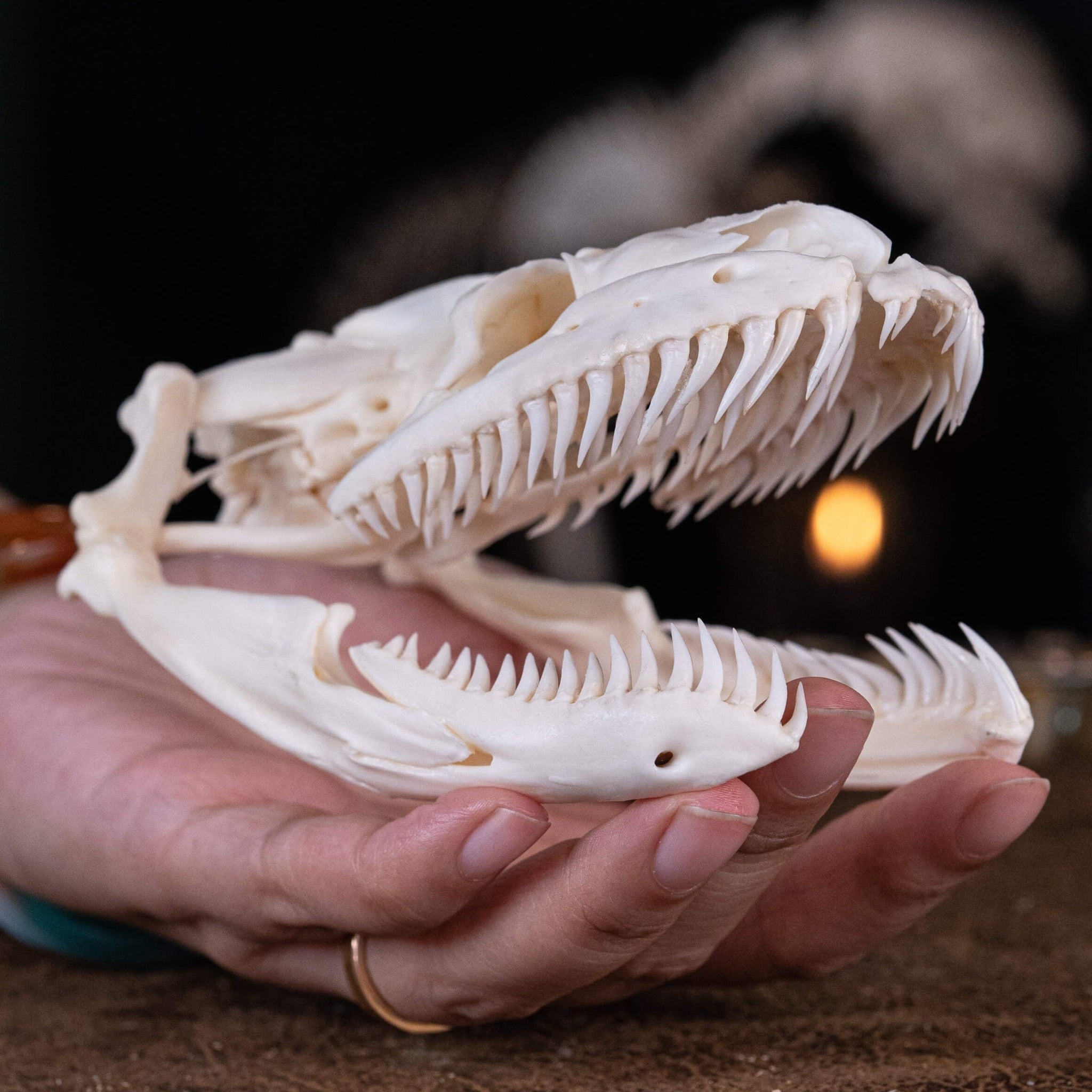 Python Baby Skull Ball Python Skull Anatomy