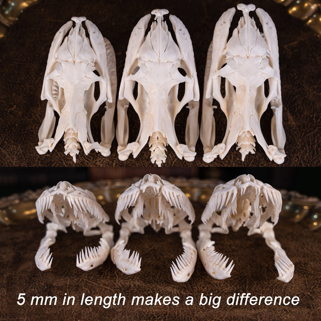 Real Python skull 12 cm, snake skull, snake skeleton, taxidermy