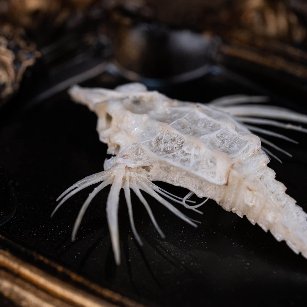 museum specimen collection bone collection, skeleton collection oddities and curiosities Real fish skeleton taxidermy real fish skull trophy fish taxidermy Dragon Seamoth skeleton Sea moth skeleton Victorian vintage frame Pegasidae Dragonfish