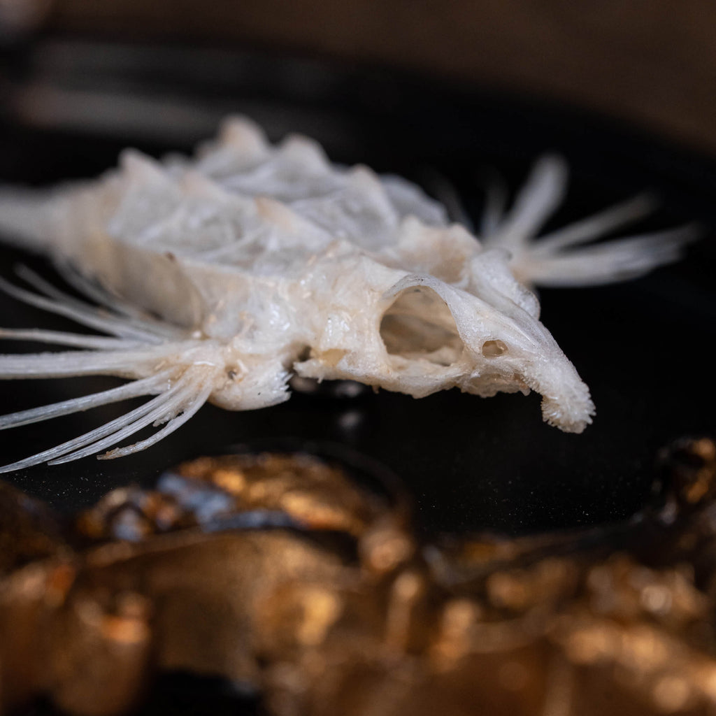 museum specimen collection bone collection, skeleton collection oddities and curiosities Real fish skeleton taxidermy real fish skull trophy fish taxidermy Dragon Seamoth skeleton Sea moth skeleton Victorian vintage frame Pegasidae Dragonfish