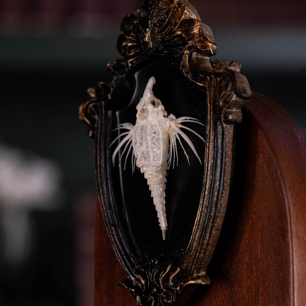 museum specimen collection bone collection, skeleton collection oddities and curiosities Real fish skeleton taxidermy real fish skull trophy fish taxidermy Dragon Seamoth skeleton Sea moth skeleton Victorian vintage frame Pegasidae Dragonfish