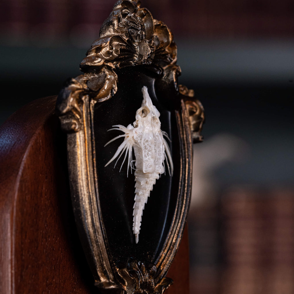 museum specimen collection bone collection, skeleton collection oddities and curiosities Real fish skeleton taxidermy real fish skull trophy fish taxidermy Dragon Seamoth skeleton Sea moth skeleton Victorian vintage frame Pegasidae Dragonfish
