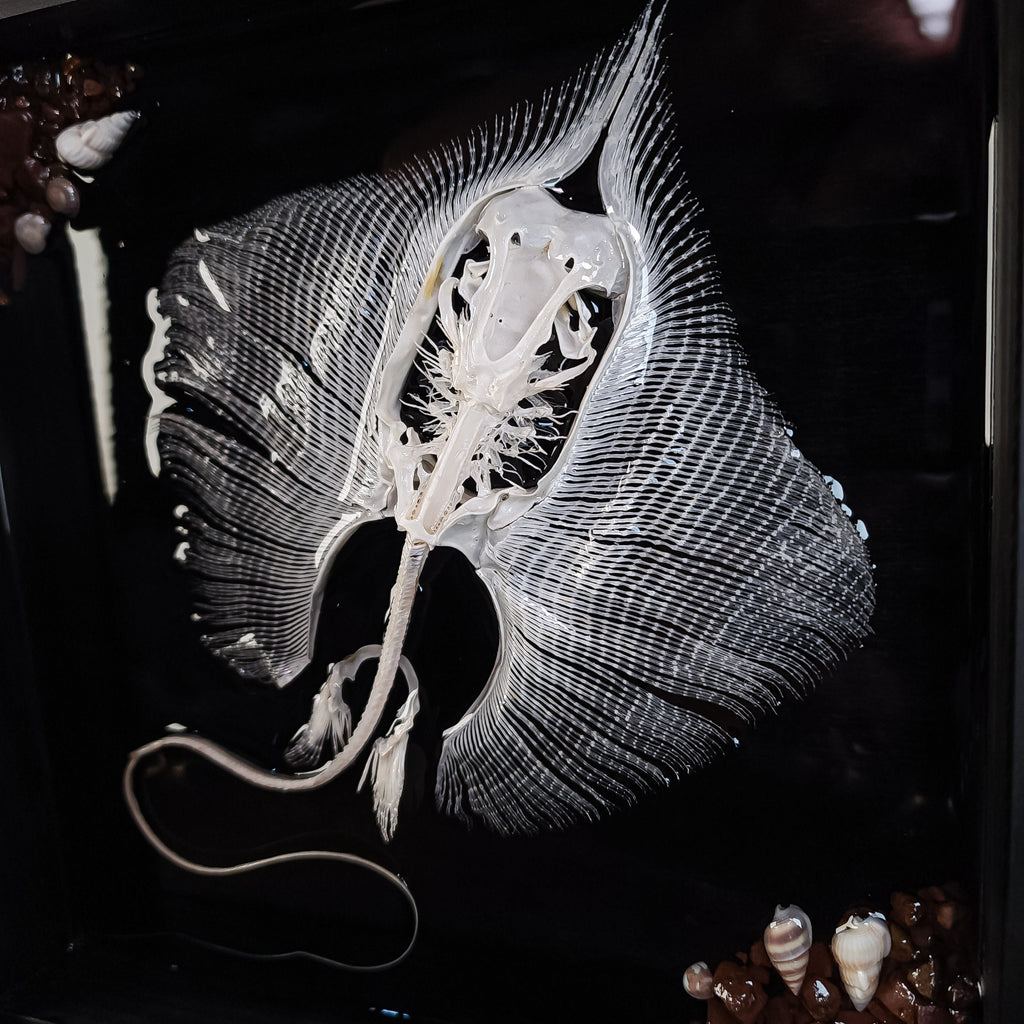 museum specimen collection bone collection, skeleton collection oddities and curiosities real stingray skeleton, cartilage fish skeleton like ray and sharks Stingray barb real fish skeleton real fish bone gothic wall decoration