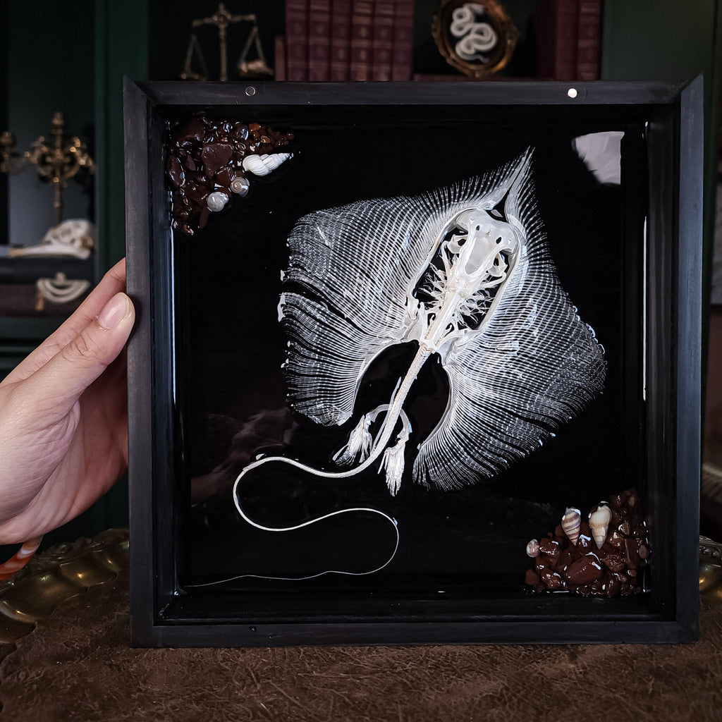 museum specimen collection bone collection, skeleton collection oddities and curiosities real stingray skeleton, cartilage fish skeleton like ray and sharks Stingray barb real fish skeleton real fish bone gothic wall decoration