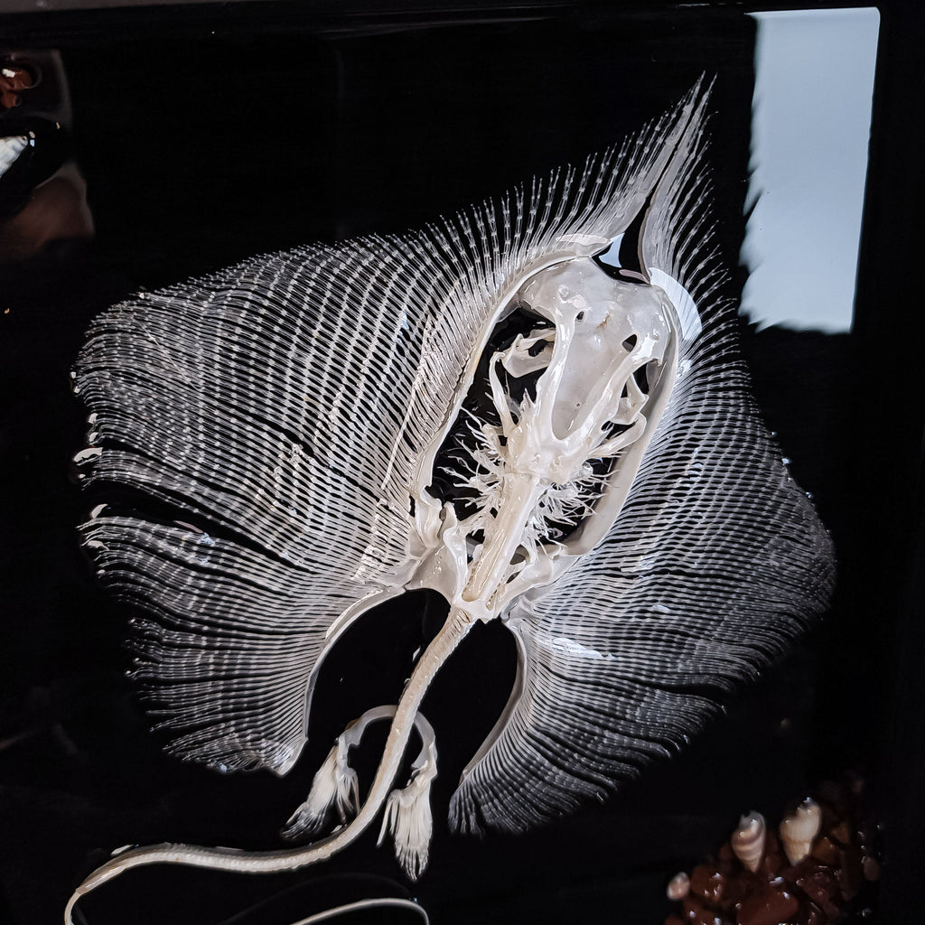 museum specimen collection bone collection, skeleton collection oddities and curiosities real stingray skeleton, cartilage fish skeleton like ray and sharks Stingray barb real fish skeleton real fish bone gothic wall decoration