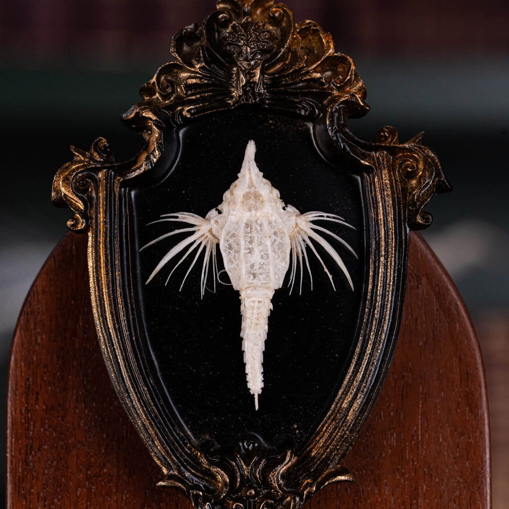 museum specimen collection bone collection, skeleton collection oddities and curiosities Real fish skeleton taxidermy real fish skull trophy fish taxidermy Dragon Seamoth skeleton Sea moth skeleton Victorian vintage frame Pegasidae Dragonfish