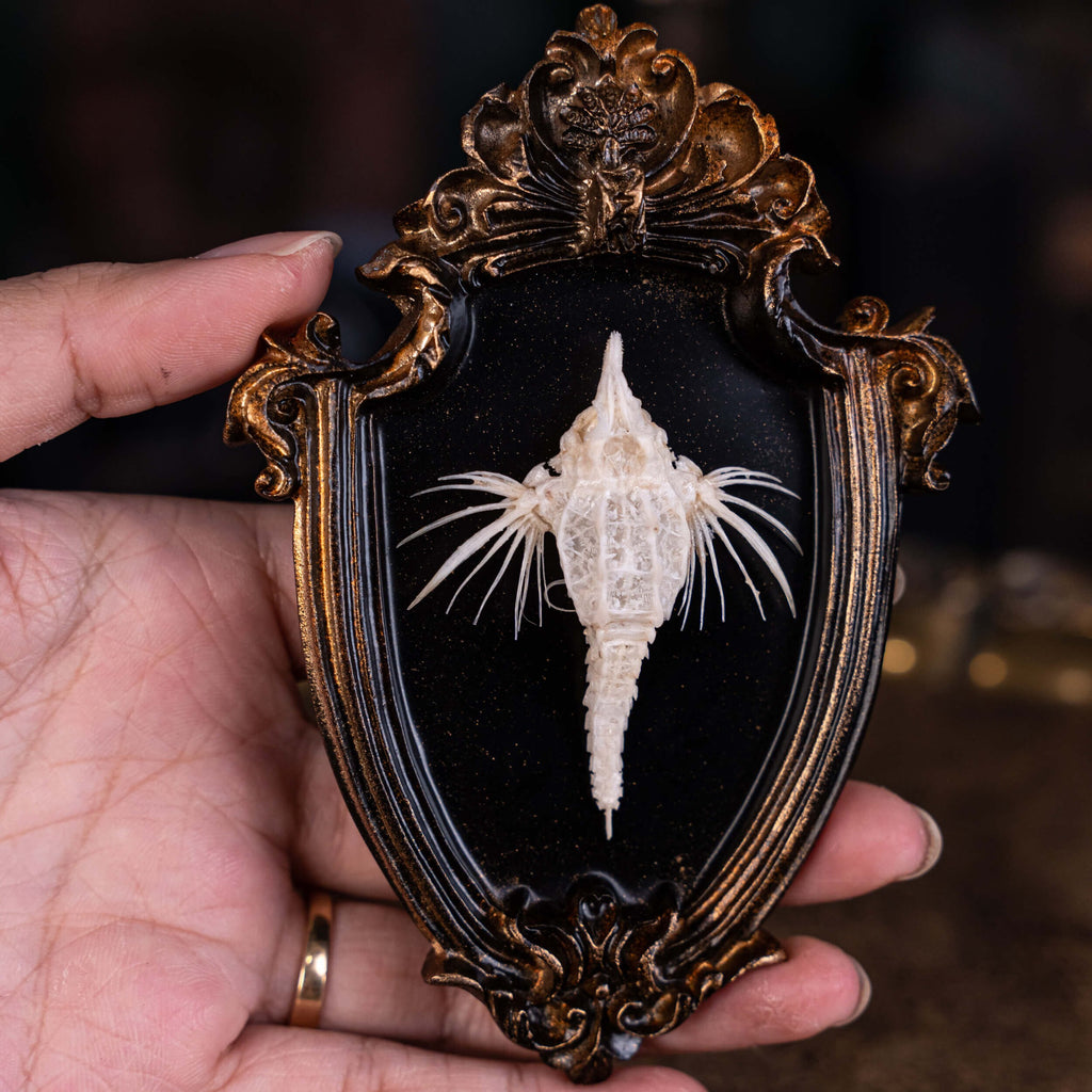 museum specimen collection bone collection, skeleton collection oddities and curiosities Real fish skeleton taxidermy real fish skull trophy fish taxidermy Dragon Seamoth skeleton Sea moth skeleton Victorian vintage frame Pegasidae Dragonfish