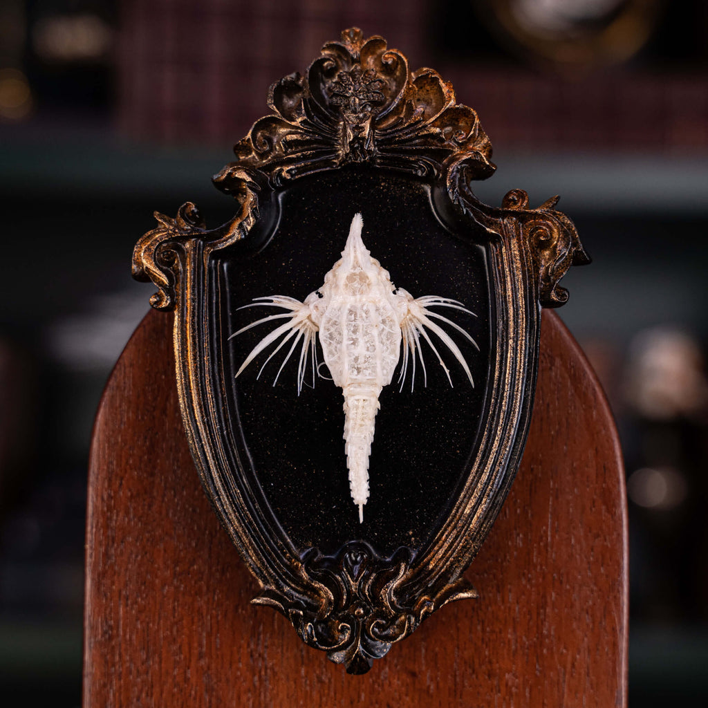 museum specimen collection bone collection, skeleton collection oddities and curiosities Real fish skeleton taxidermy real fish skull trophy fish taxidermy Dragon Seamoth skeleton Sea moth skeleton Victorian vintage frame Pegasidae Dragonfish