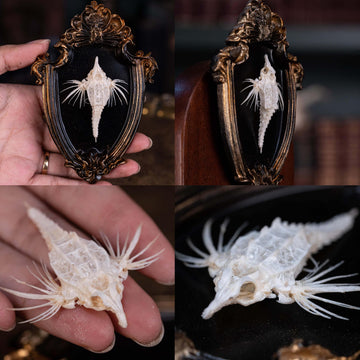 museum specimen collection, bone collection, skeleton collection, oddities and curiosities, fish skeleton taxidermy, real fish skull, fish taxidermy, Dragon Seamoth skeleton, Sea moth skeleton, Victorian vintage frame, Pegasidae, Dragonfish,