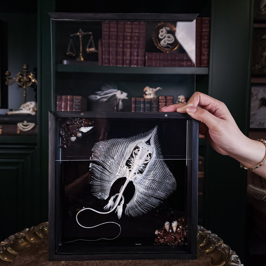 museum specimen collection bone collection, skeleton collection oddities and curiosities real stingray skeleton, cartilage fish skeleton like ray and sharks Stingray barb real fish skeleton real fish bone gothic wall decoration