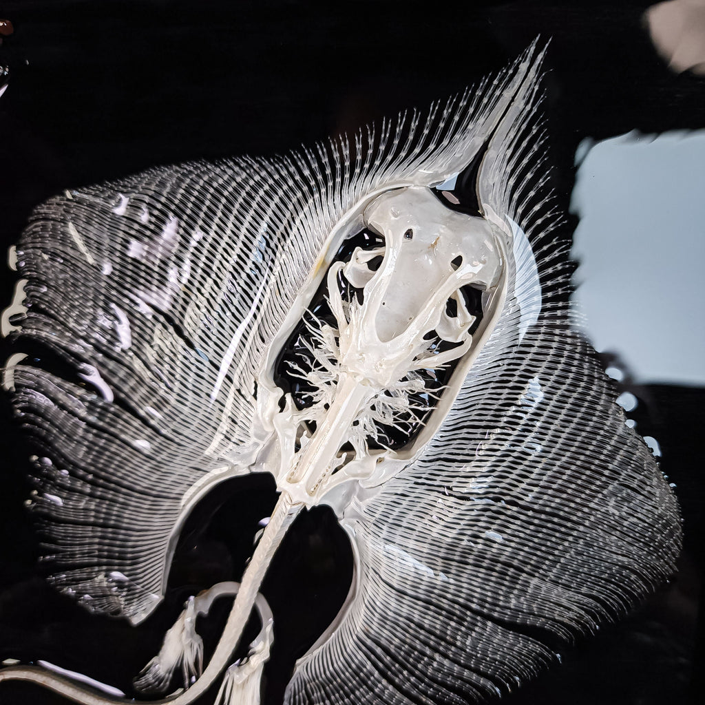 museum specimen collection bone collection, skeleton collection oddities and curiosities real stingray skeleton, cartilage fish skeleton like ray and sharks Stingray barb real fish skeleton real fish bone gothic wall decoration