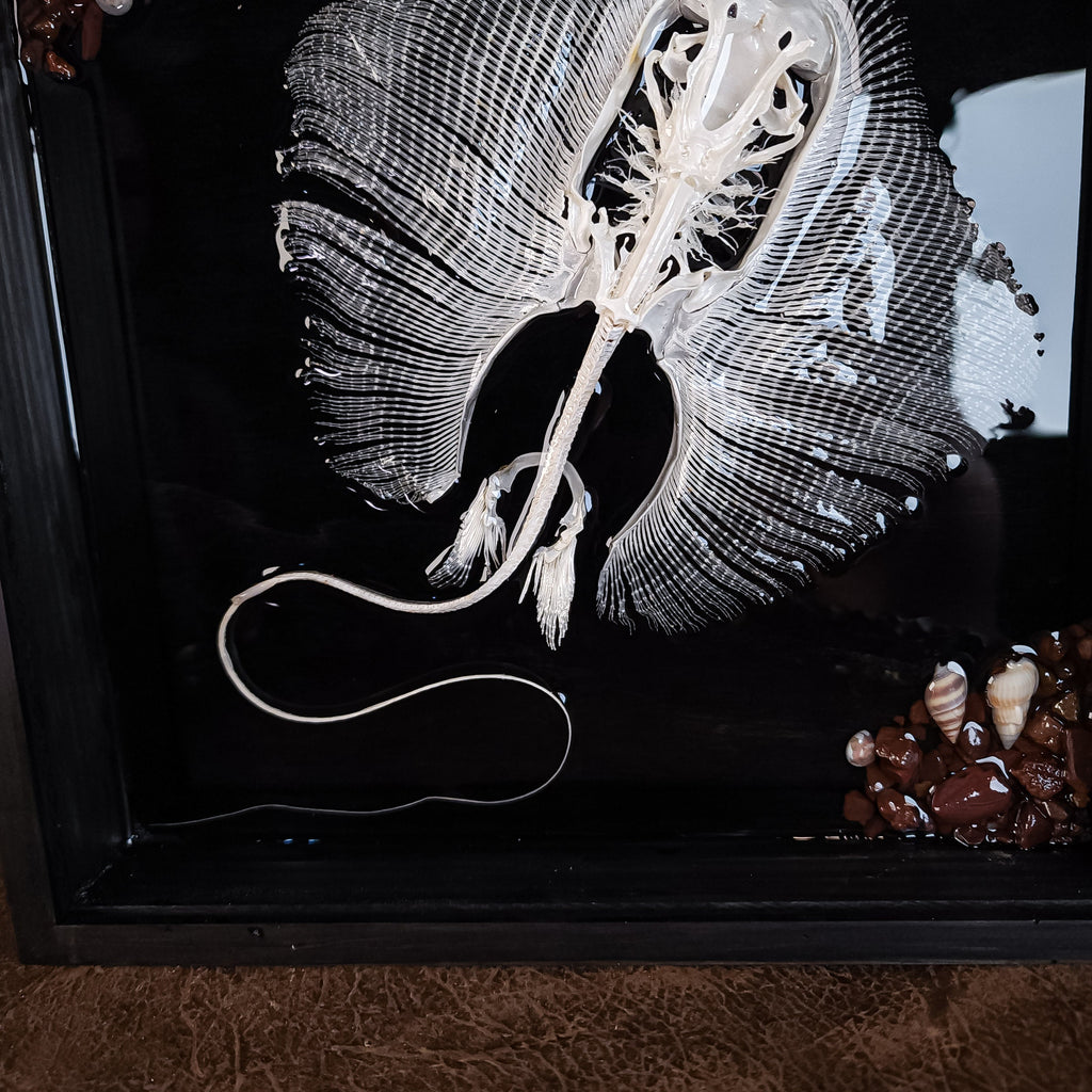 museum specimen collection bone collection, skeleton collection oddities and curiosities real stingray skeleton, cartilage fish skeleton like ray and sharks Stingray barb real fish skeleton real fish bone gothic wall decoration