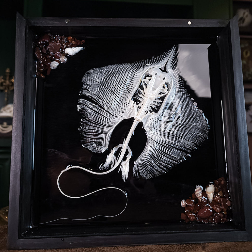 museum specimen collection bone collection, skeleton collection oddities and curiosities real stingray skeleton, cartilage fish skeleton like ray and sharks Stingray barb real fish skeleton real fish bone gothic wall decoration