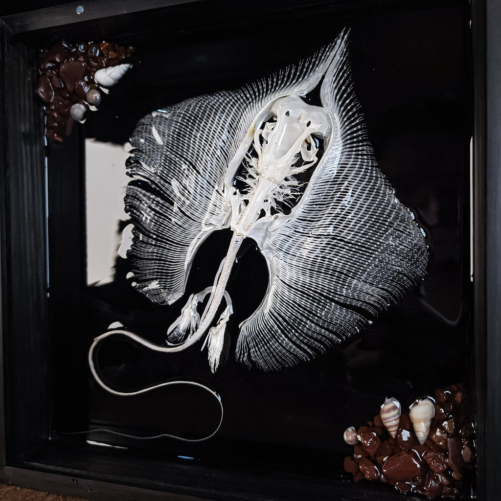museum specimen collection bone collection, skeleton collection oddities and curiosities real stingray skeleton, cartilage fish skeleton like ray and sharks Stingray barb real fish skeleton real fish bone gothic wall decoration