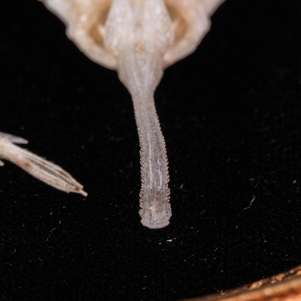 Longtail Seamoth skeleton taxidermydelicate marine specimen displayed for bone art and nautical collectors.