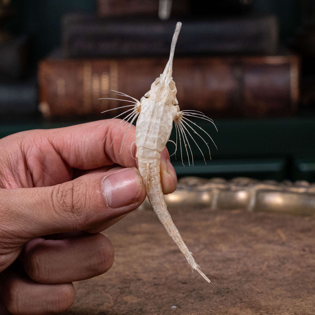 Longtail Seamoth skeleton taxidermydelicate marine specimen displayed for bone art and nautical collectors.