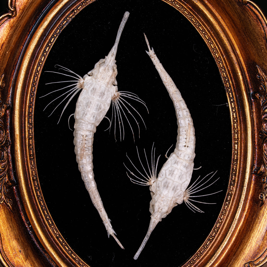 Longtail Seamoth skeleton taxidermydelicate marine specimen displayed for bone art and nautical collectors.