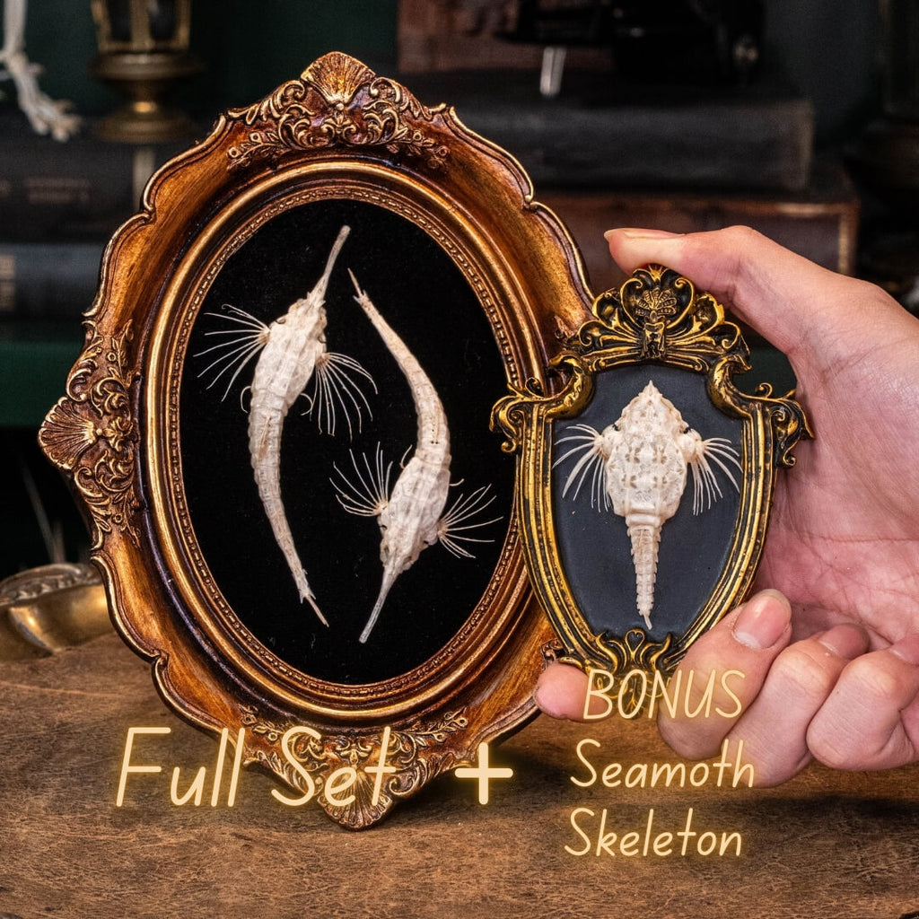 Longtail Seamoth skeleton taxidermydelicate marine specimen displayed for bone art and nautical collectors.