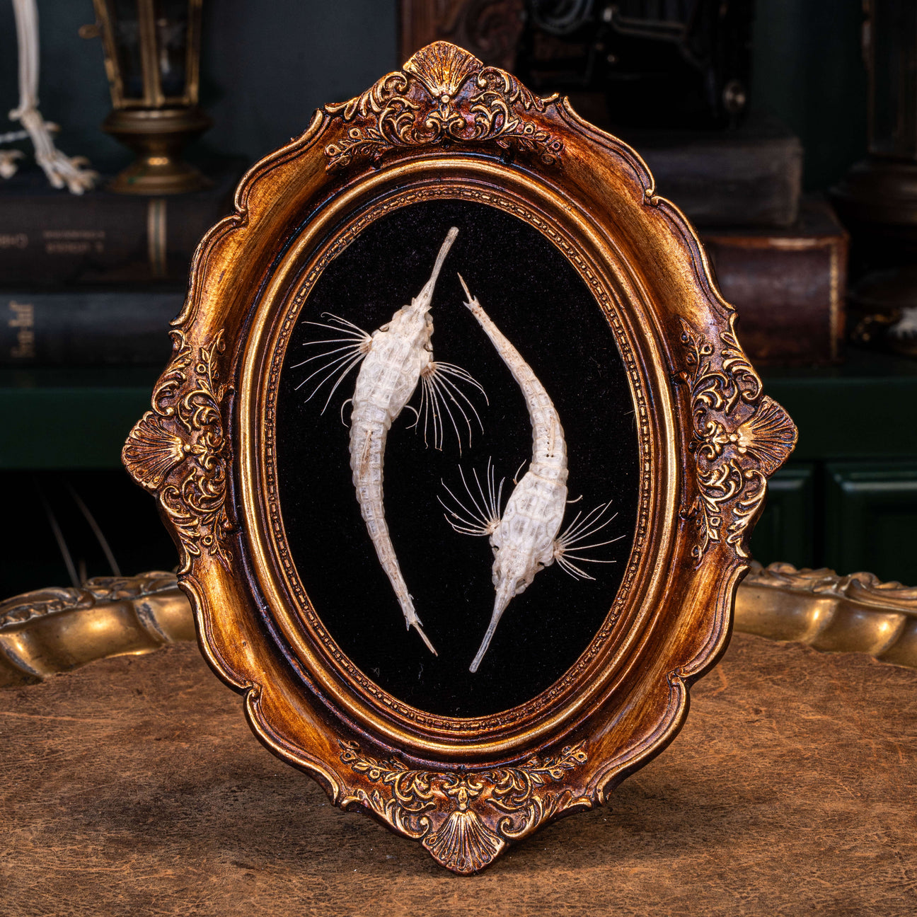 Longtail Seamoth skeleton taxidermy delicate marine specimen displayed for bone art and nautical collectors. 
Pegasus volitans skeleton, armoured fish taxidermy skeleton, exo skeleton