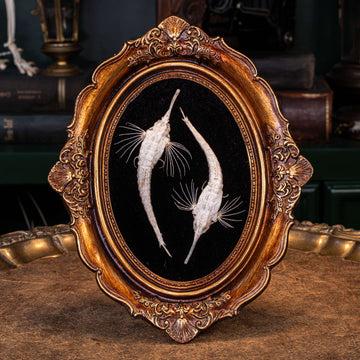 Longtail Seamoth skeleton taxidermy delicate marine specimen displayed for bone art and nautical collectors. 
Pegasus volitans skeleton, armoured fish taxidermy skeleton, exo skeleton