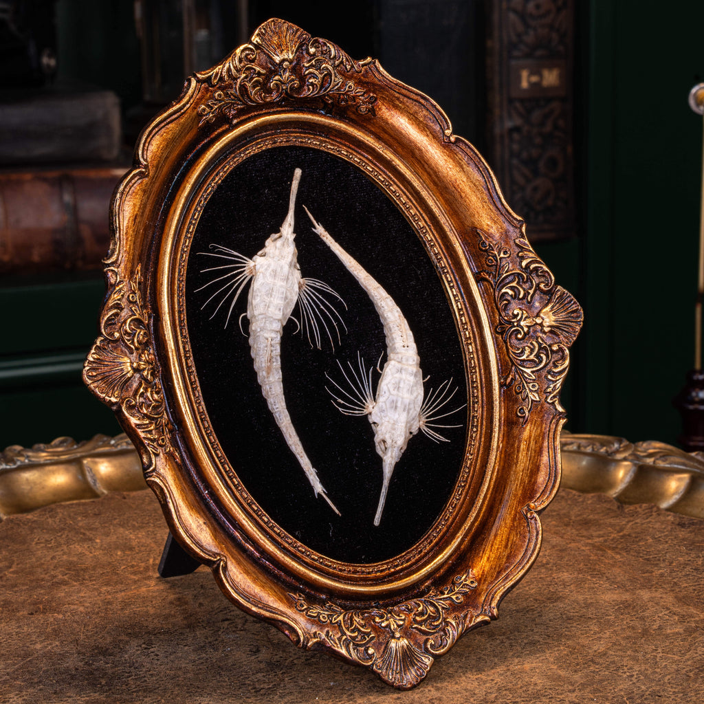 Longtail Seamoth skeleton taxidermydelicate marine specimen displayed for bone art and nautical collectors.