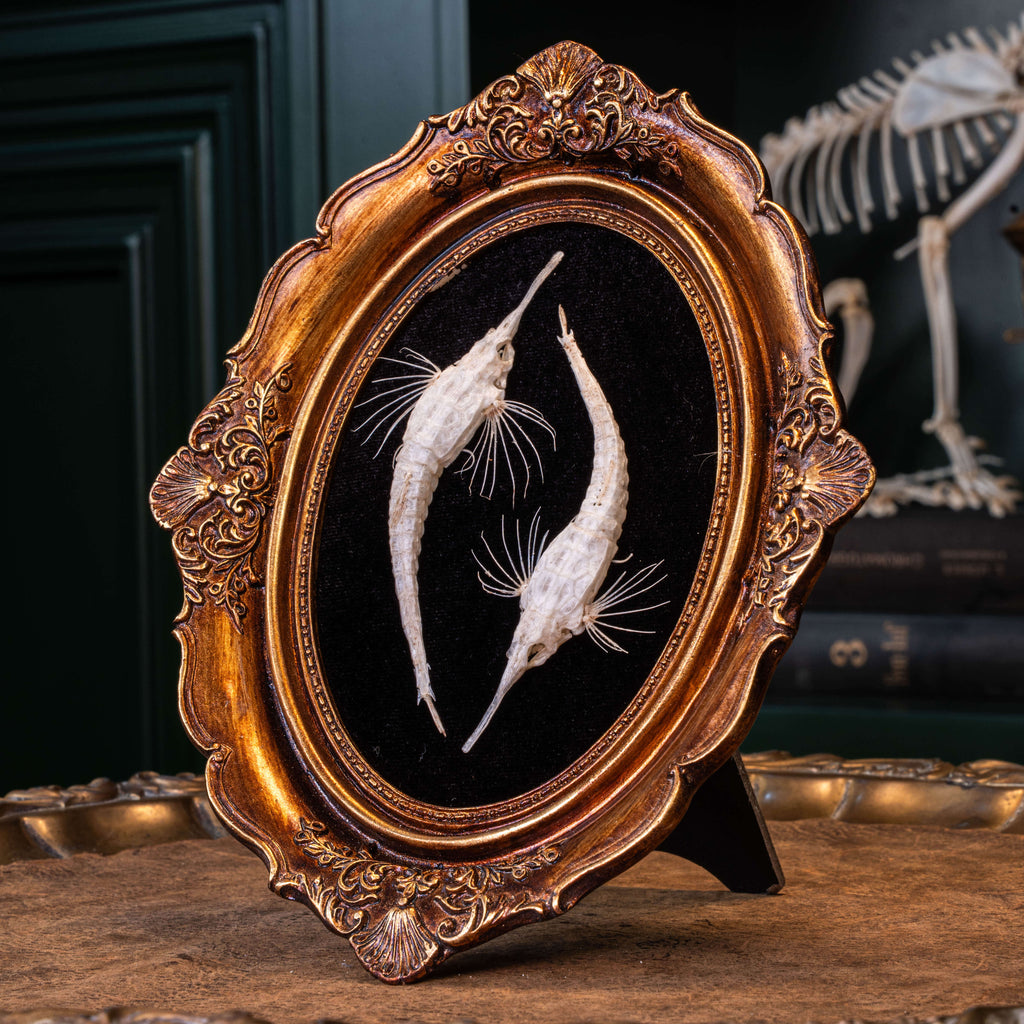 Longtail Seamoth skeleton taxidermydelicate marine specimen displayed for bone art and nautical collectors.