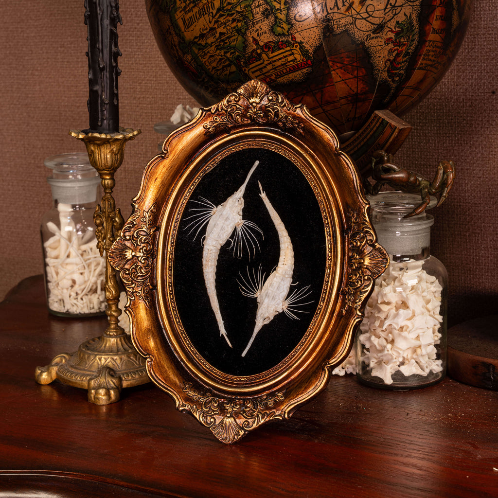 Longtail Seamoth skeleton taxidermydelicate marine specimen displayed for bone art and nautical collectors.