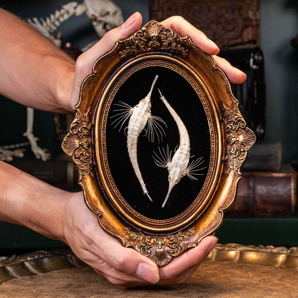 Longtail Seamoth skeleton taxidermydelicate marine specimen displayed for bone art and nautical collectors.