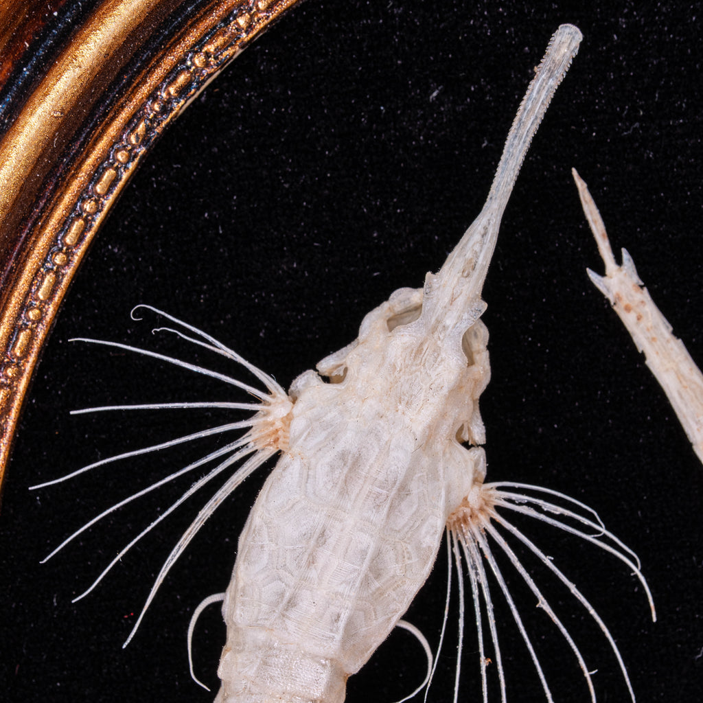 Longtail Seamoth skeleton taxidermydelicate marine specimen displayed for bone art and nautical collectors.