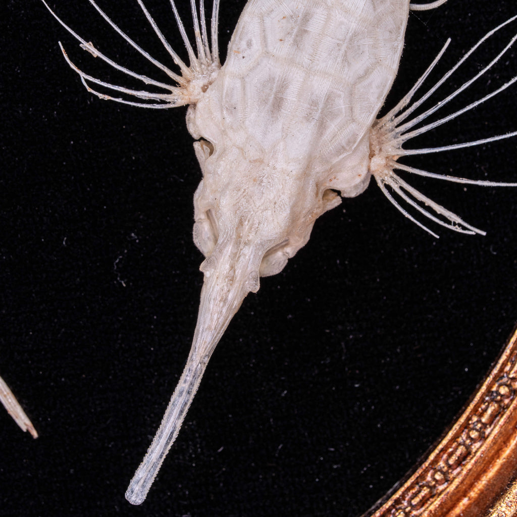 Longtail Seamoth skeleton taxidermydelicate marine specimen displayed for bone art and nautical collectors.
