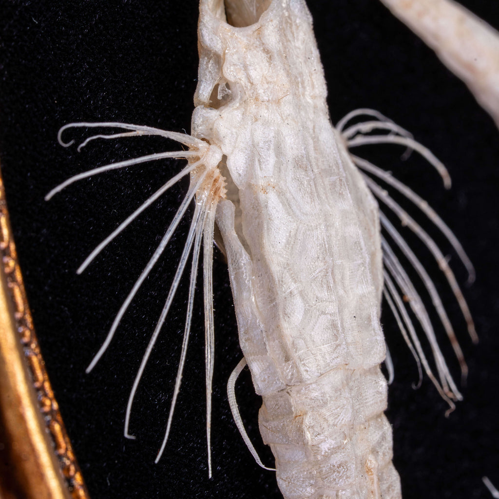 Longtail Seamoth skeleton taxidermydelicate marine specimen displayed for bone art and nautical collectors.