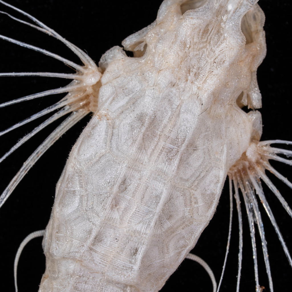 Longtail Seamoth skeleton taxidermydelicate marine specimen displayed for bone art and nautical collectors.