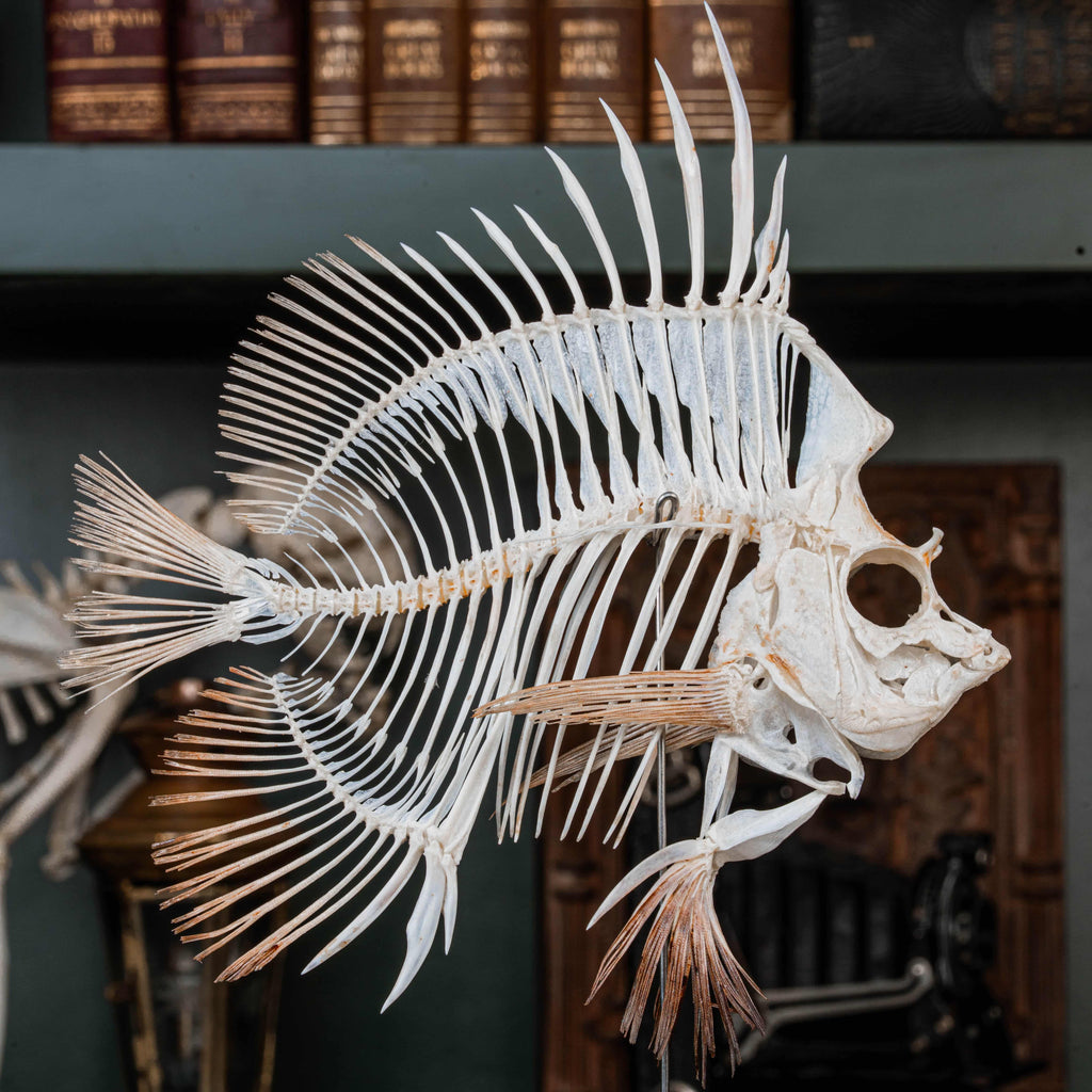 Real Phantom Bannerfish skeleton with horned skull mounted vertically on a tall wooden chess piece. Ethereal brown bone tones with wing-like fins spread wide, displayed upright in full height.