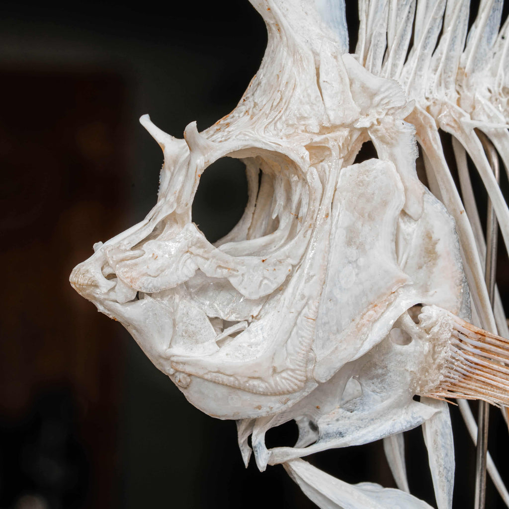 Real Phantom Bannerfish skeleton with horned skull mounted vertically on a tall wooden chess piece. Ethereal brown bone tones with wing-like fins spread wide, displayed upright in full height.