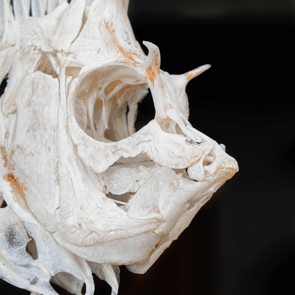 Real Phantom Bannerfish skeleton with horned skull mounted vertically on a tall wooden chess piece. Ethereal brown bone tones with wing-like fins spread wide, displayed upright in full height.