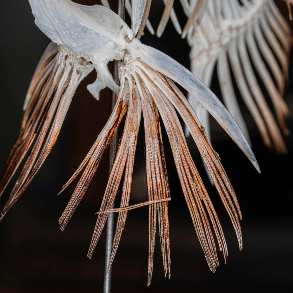 Real Phantom Bannerfish skeleton with horned skull mounted vertically on a tall wooden chess piece. Ethereal brown bone tones with wing-like fins spread wide, displayed upright in full height.