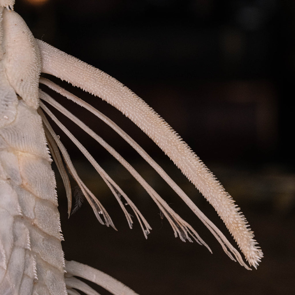 Pleco skeleton, Armored Catfish, Suckermouth Catfish skeleton, bone collection, oddities and curiosities,  Real fish skeleton taxidermy,  real fish skull, trophy fish taxidermy,  fish anatomy,  Goth home decor, dark academia, vulture culture