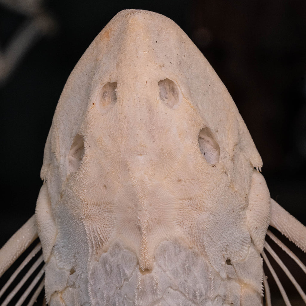 Pleco skeleton, Armored Catfish, Suckermouth Catfish skeleton, bone collection, oddities and curiosities,  Real fish skeleton taxidermy,  real fish skull, trophy fish taxidermy,  fish anatomy,  Goth home decor, dark academia, vulture culture