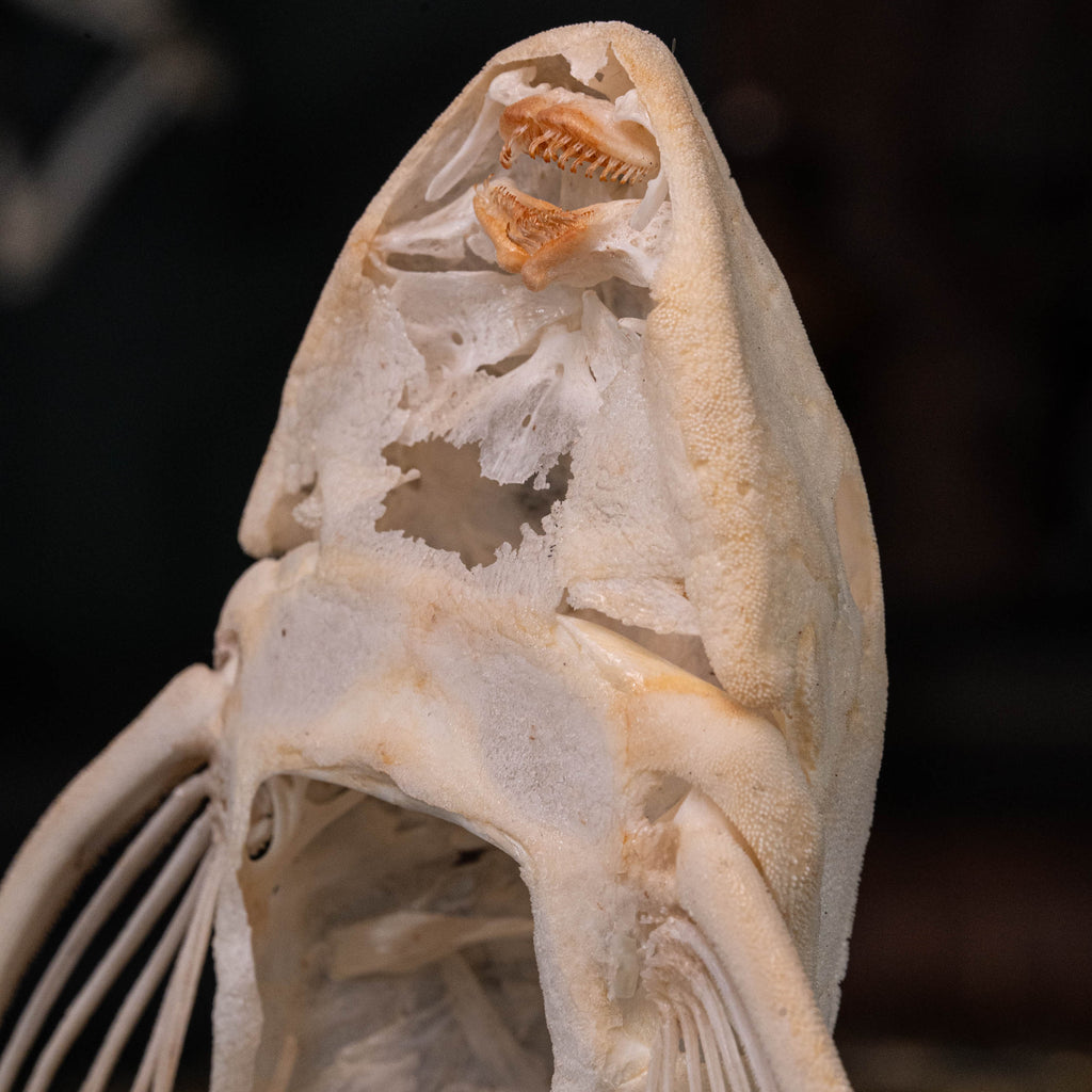Pleco skeleton, Armored Catfish, Suckermouth Catfish skeleton, bone collection, oddities and curiosities,  Real fish skeleton taxidermy,  real fish skull, trophy fish taxidermy,  fish anatomy,  Goth home decor, dark academia, vulture culture