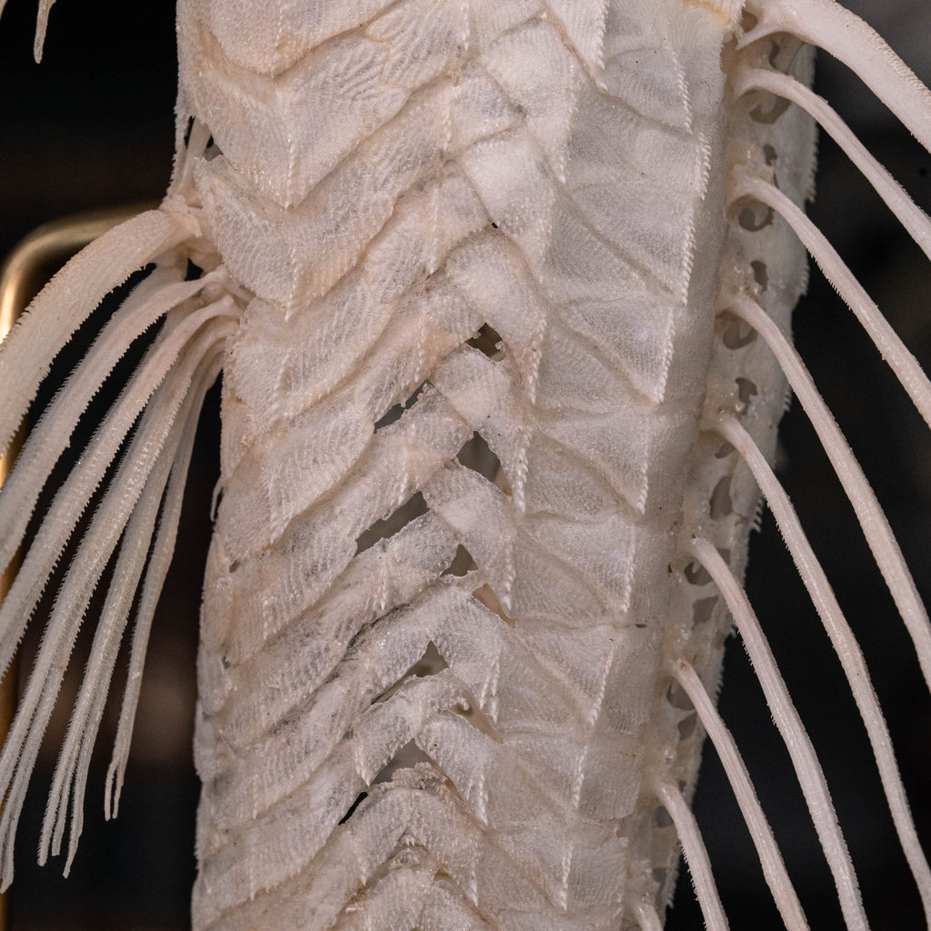 Pleco skeleton, Armored Catfish, Suckermouth Catfish skeleton, bone collection, oddities and curiosities,  Real fish skeleton taxidermy,  real fish skull, trophy fish taxidermy,  fish anatomy,  Goth home decor, dark academia, vulture culture