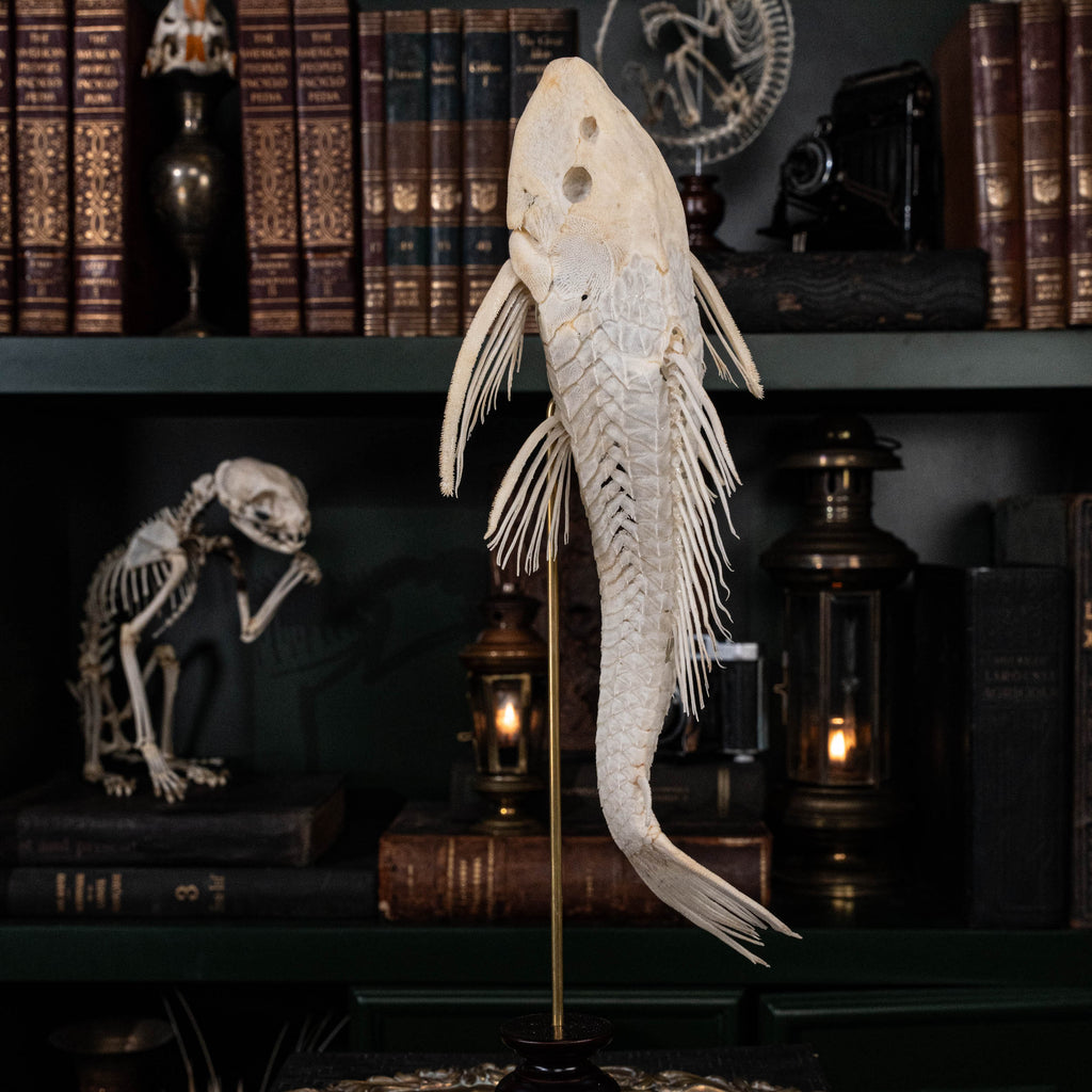 Pleco skeleton, Armored Catfish, Suckermouth Catfish skeleton, bone collection, oddities and curiosities,  Real fish skeleton taxidermy,  real fish skull, trophy fish taxidermy,  fish anatomy,  Goth home decor, dark academia, vulture culture