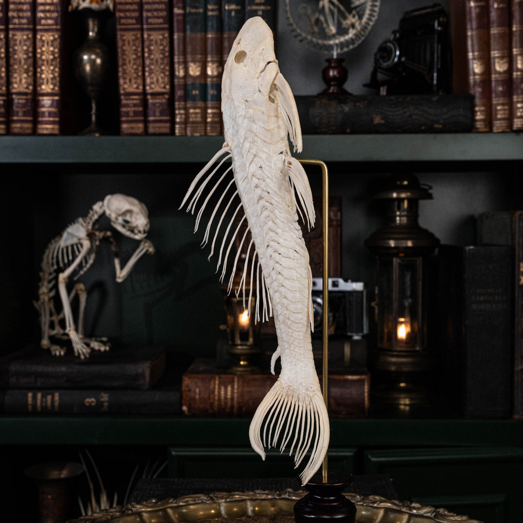 Pleco skeleton, Armored Catfish, Suckermouth Catfish skeleton, bone collection, oddities and curiosities,  Real fish skeleton taxidermy,  real fish skull, trophy fish taxidermy,  fish anatomy,  Goth home decor, dark academia, vulture culture
