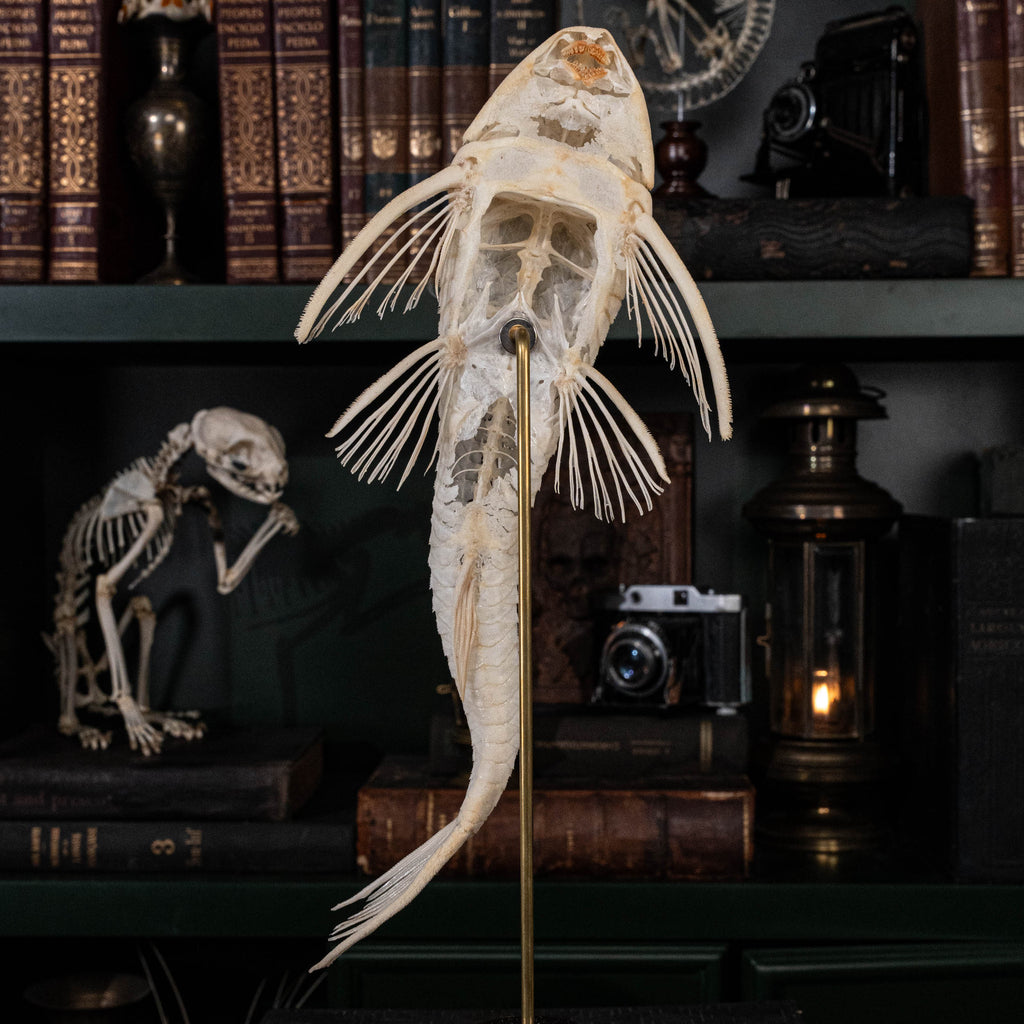 Pleco skeleton, Armored Catfish, Suckermouth Catfish skeleton, bone collection, oddities and curiosities,  Real fish skeleton taxidermy,  real fish skull, trophy fish taxidermy,  fish anatomy,  Goth home decor, dark academia, vulture culture