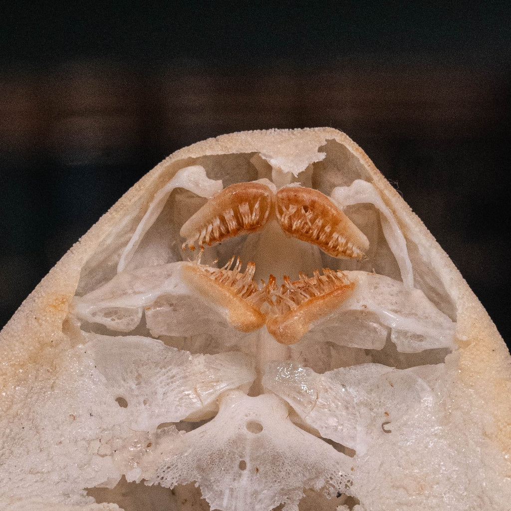 Pleco skeleton, Armored Catfish, Suckermouth Catfish skeleton, bone collection, oddities and curiosities,  Real fish skeleton taxidermy,  real fish skull, trophy fish taxidermy,  fish anatomy,  Goth home decor, dark academia, vulture culture