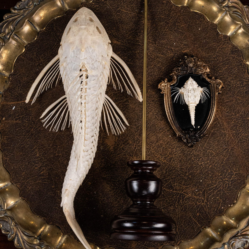 Pleco skeleton, Armored Catfish, Suckermouth Catfish skeleton, bone collection, oddities and curiosities,  Real fish skeleton taxidermy,  real fish skull, trophy fish taxidermy,  fish anatomy,  Goth home decor, dark academia, vulture culture