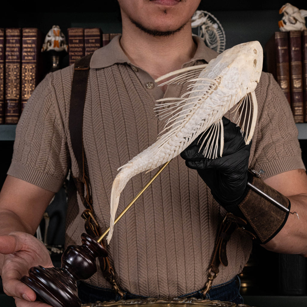 Pleco skeleton, Armored Catfish, Suckermouth Catfish skeleton, bone collection, oddities and curiosities,  Real fish skeleton taxidermy,  real fish skull, trophy fish taxidermy,  fish anatomy,  Goth home decor, dark academia, vulture culture