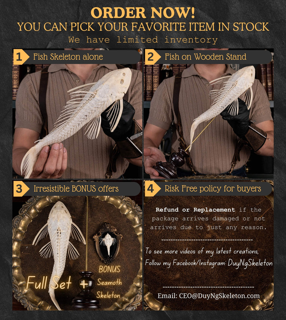 Pleco skeleton, Armored Catfish, Suckermouth Catfish skeleton, bone collection, oddities and curiosities,  Real fish skeleton taxidermy,  real fish skull, trophy fish taxidermy,  fish anatomy,  Goth home decor, dark academia, vulture culture